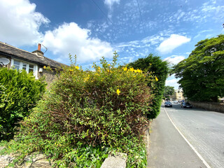 View down, Conduit Street, with bushes, cottages, and a blue sky in, Bradford, Yorkshire, UK