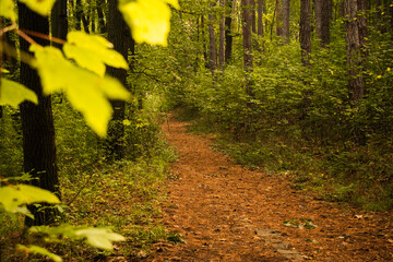 Mystical forest lanes lead to unknow wonder places.