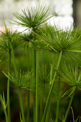 Papyrus plant foliage green