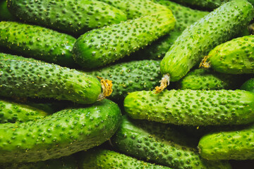 Cucumbers from farmers market. Organic village vegetables. Fresh cucumbers. Pickle cucumbers. Organic vegetables. Salad ingredients.
