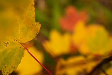 Bright and colorful autumn leaves patterns and backgrounds.