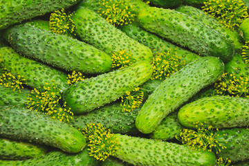 Cucumbers with dill from farmers market. Organic village vegetables. Fresh cucumbers ready for canning. Pickle cucumbers.