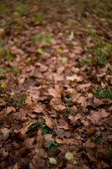 fallen leaves in the forest