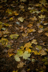 fallen leaves in the forest