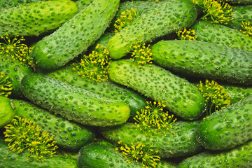 Cucumbers with dill from farmers market. Organic village vegetables. Fresh cucumbers ready for canning. Pickle cucumbers.