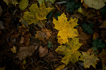 fallen leaves in the forest