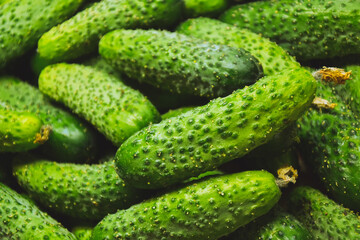 Cucumbers from farmers market. Organic village vegetables. Fresh cucumbers. Pickle cucumbers. Organic vegetables. Salad ingredients.