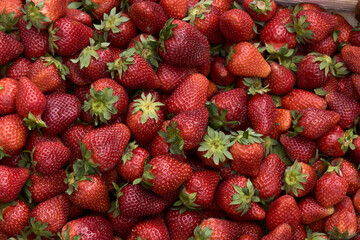 strawberries are fresh against the background of nature a lot of ripe berries