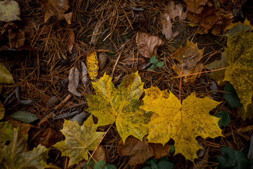 fallen leaves in the forest