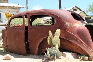 Rusty body of vintage car with cactus on a farm