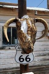 Skull of buffalo with horns over classic white Route 66 sign on pole with facade of wooden house...