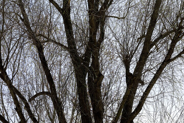 The crown of an old tree in the spring