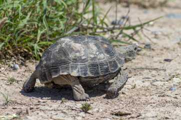 tortuga de desierto mexicano  y algunas plantas verdes