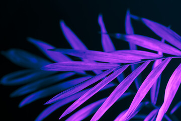 Closeup of neon light palm leaf on dark background. Purple exotic jungle foliage layout. Nightlife vibrant floral texture wallpaper.