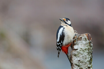 Great Spotted Woodpecker ( Dendrocopos major) sitting on a pole in the forest of Noord Brabant in the Netherlands. 