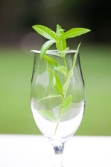 グラスに入ったレモンバーベナ