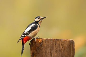 Great Spotted Woodpecker ( Dendrocopos major) sitting on a pole in the forest of Noord Brabant in the Netherlands. 