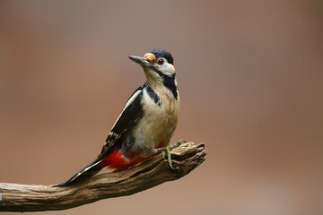 Fototapeta premium Great Spotted Woodpecker ( Dendrocopos major) sitting on a branch in the forest of Noord Brabant in the Netherlands. 