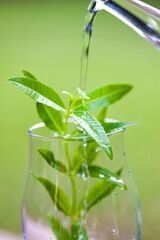 グラスに入ったレモンバーベナ