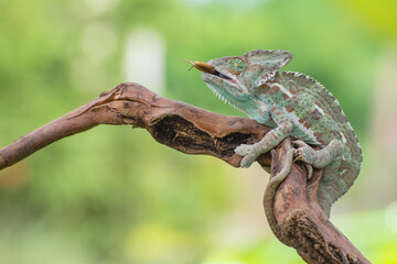 Veiled chameleon on tree branch (Chamaeleo calyptratus)