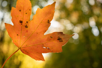 Bright and colorful autumn leaves patterns and backgrounds.
