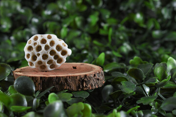 Different stones and minerals on wooden discs on a green background of leaves