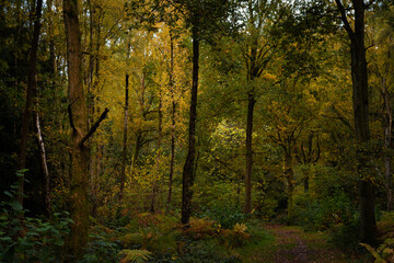 Obraz premium Atmospheric autumn woodland with a path and colourful leaves