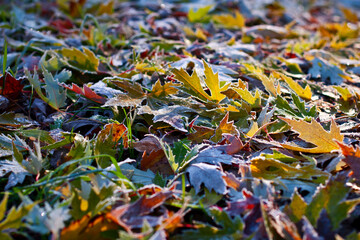 Background of beautiful multi-colored fallen leaves caught in the first frost on an autumn frosty morning. Shallow depth of field, selective focus