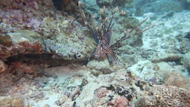lionfish on the reef in maldives