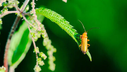 Red fly on a green leaf close up selective focus
