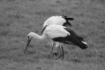 white stork in the grass © Restlessessence