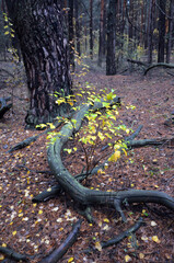 Fototapeta premium Forest near Kiev at autumn