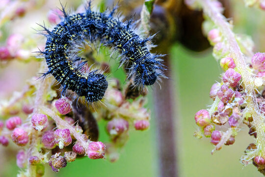 Single black furry caterpillar on the stem of a plant in the garden close up selective focus