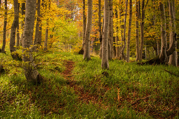 Fototapeta premium Mystical forest lanes lead to unknow wonder places.