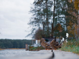 some male and female mallards stand on the wooden jetty next to a river