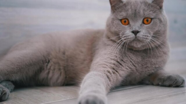 Beautiful Gray British Cat Plays with a Ball on Floor. Playful, Active Pet