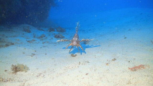 lionfish on sand