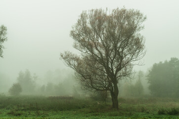 Obraz na płótnie Canvas Tree in fog