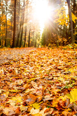 Herbstlaub Wald weg spazieren