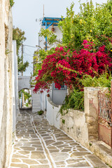 Fototapeta na wymiar Traditional Cycladitic alley with narrow street, whitewashed houses and a blooming bougainvillea in Marpissa Paros island, Greece.