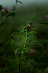 Spiderweb in flower 