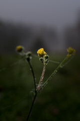 Flower in the morning