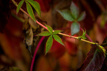 Close up of a one of last green leaf in the autumn