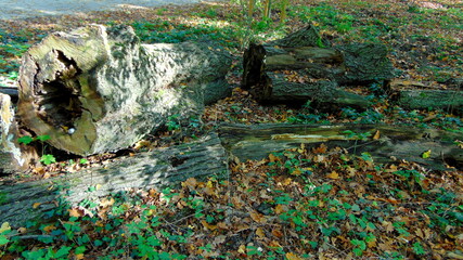 Stary pień drzewa. © WalDec