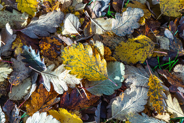 Fallen leaves on the grass. Autumn concept. Natural background