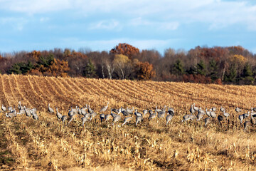 Flock of sandhill cranes on field