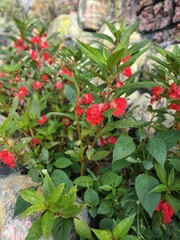 red berries in the garden