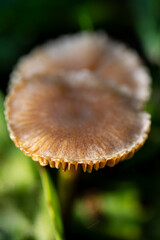 champignon