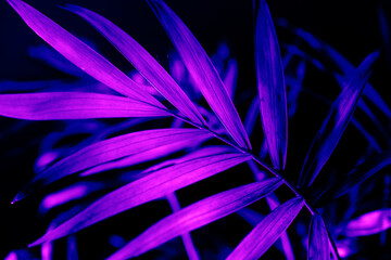 Obraz premium Closeup of neon light palm leaf on dark background. Purple exotic jungle foliage layout. Nightlife vibrant floral texture wallpaper.
