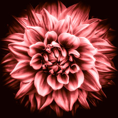 Makro HDR Blüte der Dahlie in rose